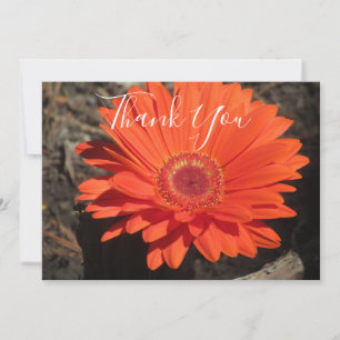 Carte De Remerciements Orange Daisy Floral Photo