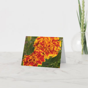 Carte De Remerciements Orange Marigolds Ftriking Garden Photo