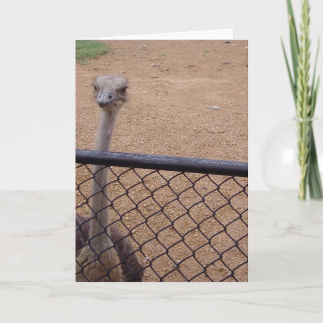 carte de remerciements "Ostrich" (Devant)