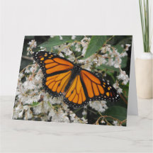 Papillon Monarque ou Milkweed