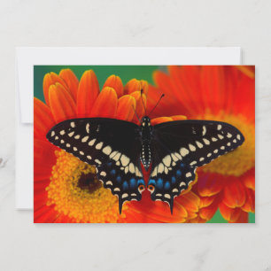 Carte De Remerciements Papillon noir à queue fourchue sur une marguerite