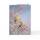 Parulines de printemps