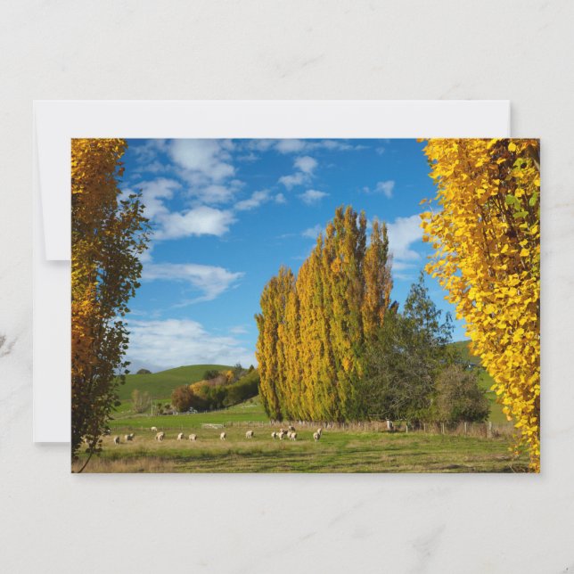 Carte De Remerciements Pâturage agricole avec moutons (Devant)