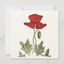 Pavot rouge