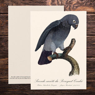 Carte De Remerciements Perroquet gris Timneh, Psittacus Timneh