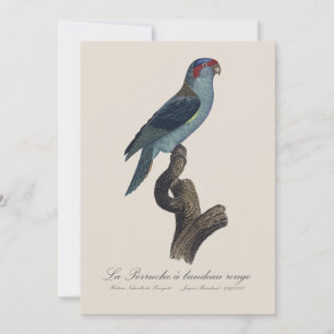 Carte De Remerciements Perruche à bandeau rouge / Loriquet musqué 