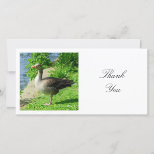 Carte De Remerciements Photo carré - Oie de Greylag