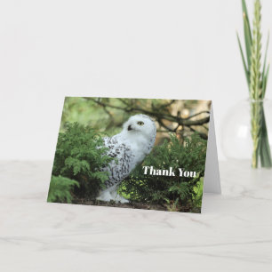 Carte De Remerciements Photo de Chouette blanche de la faune