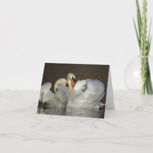 Carte De Remerciements Photo de couple de cygne blanc