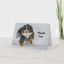 Photo de neige du chien de montagne bernois