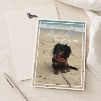 Photo de teckel Mahalo pour la garde d'animaux