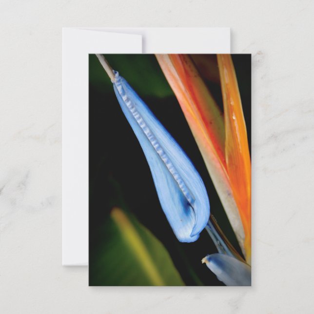 Carte De Remerciements Photo Oiseau du Paradis (Devant)