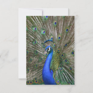 Carte De Remerciements Photo Peacock
