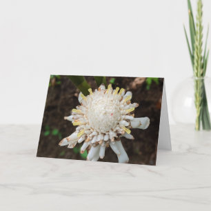 Carte De Remerciements Photographie de fleur de gingembre à torche blanch