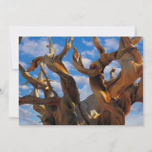 Carte De Remerciements Pin Bristlecone