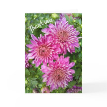 Pink-Purple Chrysanthemums with Raindrops