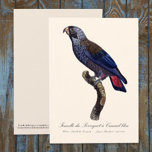 Carte De Remerciements Pione fuscus ou Pionus fuscus