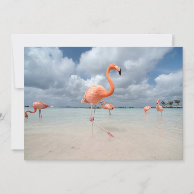 Carte De Remerciements Plages tropicales | Flamants roses Beach, Aruba (Devant)