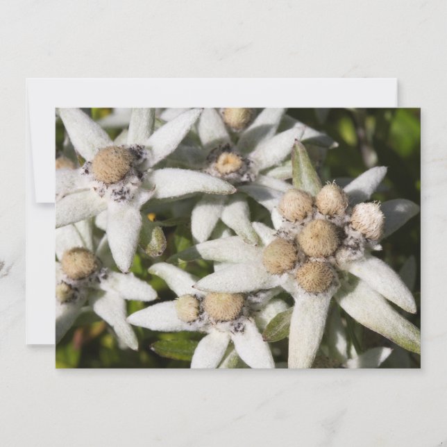 Carte de remerciements plat de fleur d'edelweiss (Devant)