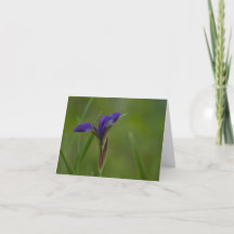Carte de remerciements pliée en iris de Sibérie vi