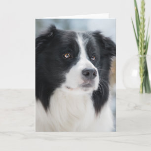 Carte De Remerciements Portrait Collie Bordure Étonnant