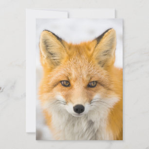 Carte De Remerciements Portrait de renard roux