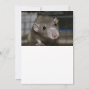 Carte De Remerciements Rat curieux