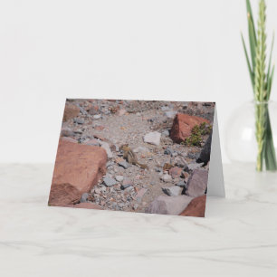 Carte De Remerciements Rocky