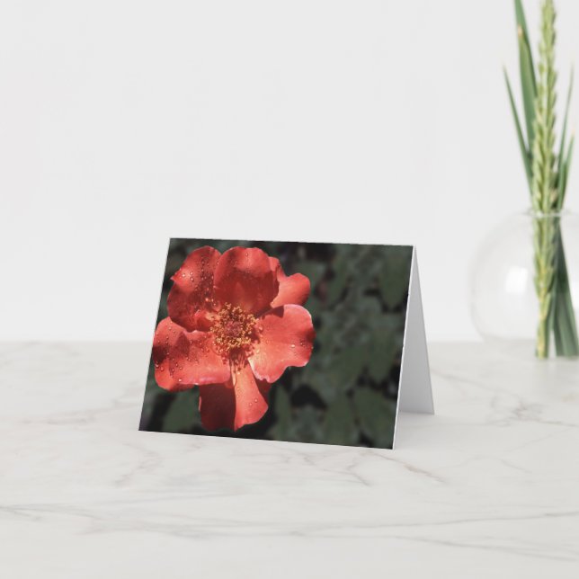 Carte De Remerciements Rose orange dans Full Bloom (Devant)