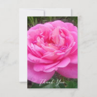 Rose rose romantique 'Léonard de Vinci'