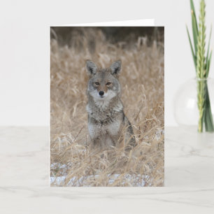 Carte de remerciements sauvage de Coyote
