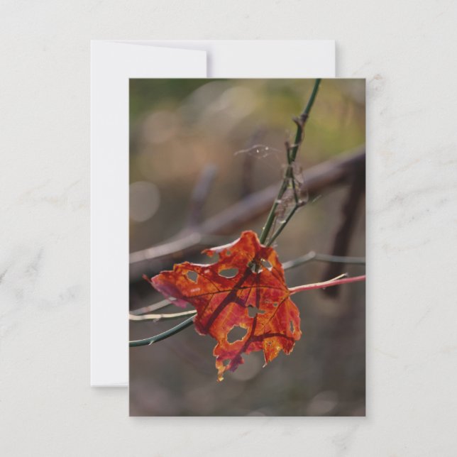 Carte De Remerciements Single Red Leaf (Devant)