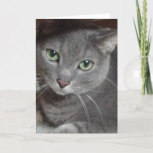 Carte De Remerciements Thank You/Gray Cat