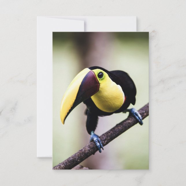 Carte De Remerciements Toucan du Costa Rica (Devant)