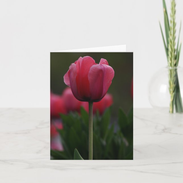 Carte De Remerciements Tulipe rose (Devant)