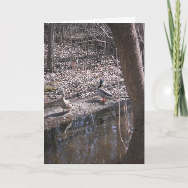 carte de remerciements "Two Hyland Lake Mallards" (Devant)