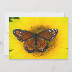 Carte De Remerciements Un papillon vice-roi Limenitis Archippus