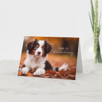 Volontaire Berger Australien Chiot