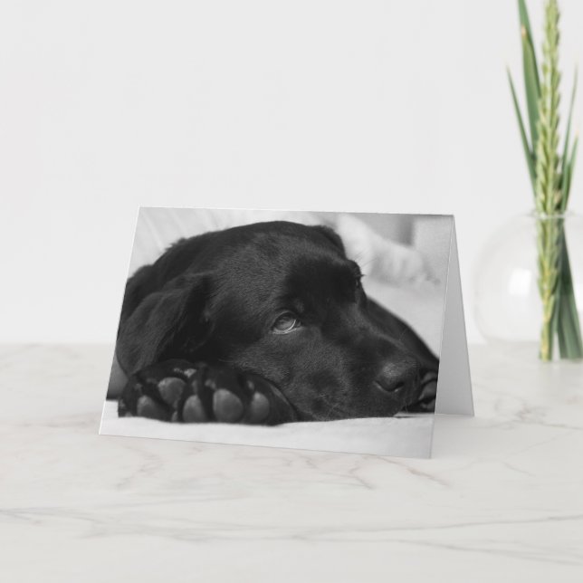 Carte de rétablissement Labrador noir (Devant)