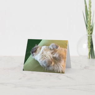 Carte de rétablissement pour chatte ragdoll endorm