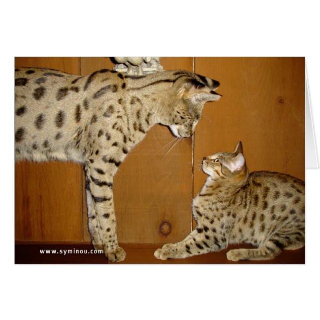 Carte de réunion de chat de la savane (Devant horizontal)