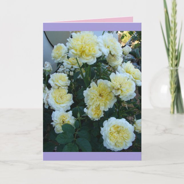 Carte de roses David Austin jaunes Jardin de roses (Devant)