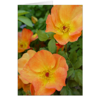 Carte de roses de flamme d'automne