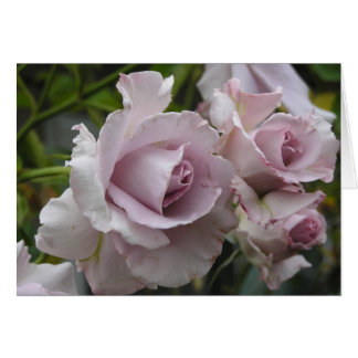Carte de roses de lavande