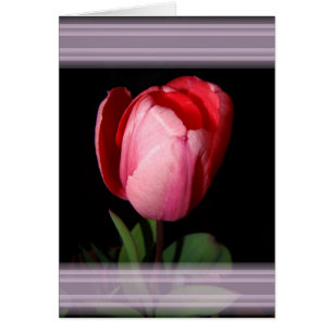 Carte de rubans Tulip