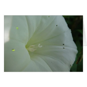 Carte de salutation floraison de grue blanche, en