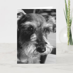 carte de schnauzer