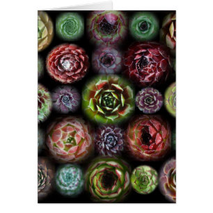 Carte de Sempervivum