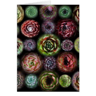 Carte de Sempervivum