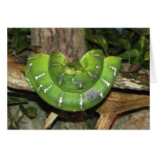 Carte de serpent Emerald Tree Boa